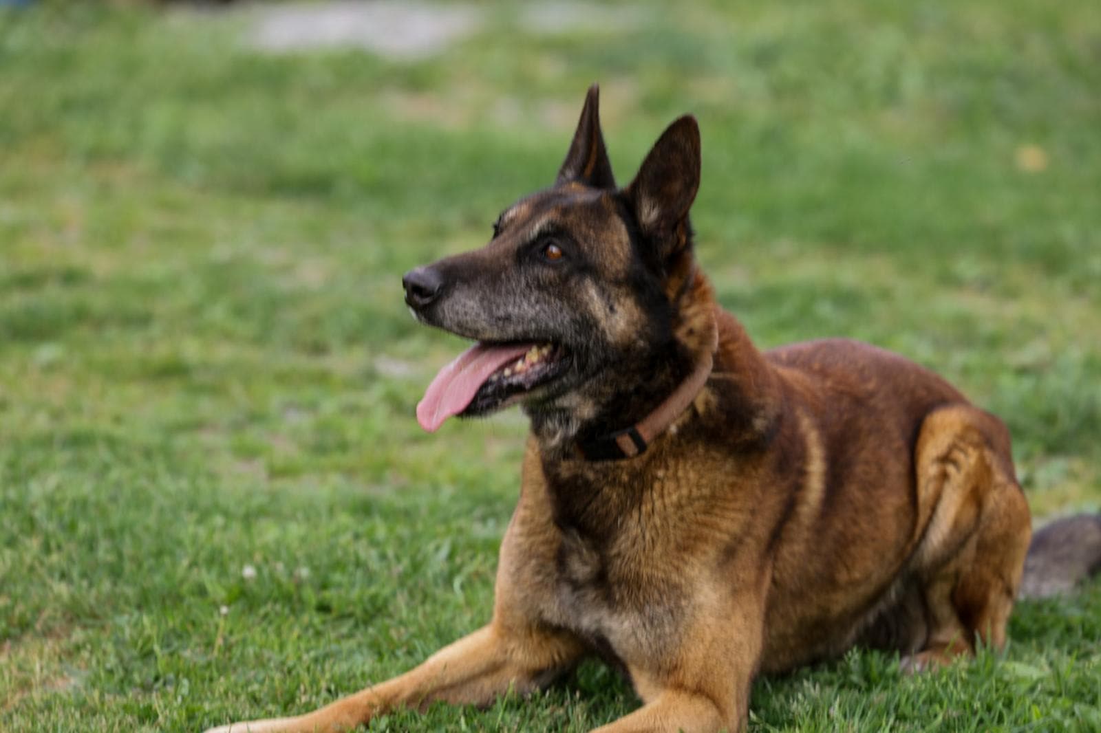 Coal — Sire, StormsAshk9